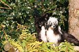 CHIEN NU CHINOIS 266